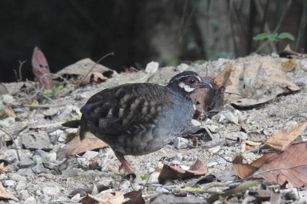 Chestnut-necklaced Partridge