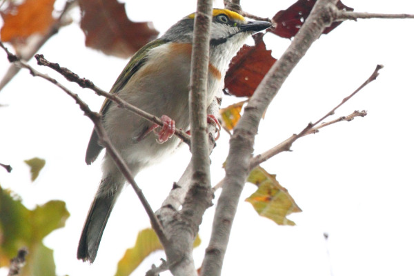 Chestnut-sided Shrike-Vireo