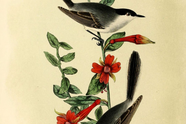Chestnut-tailed Antbird