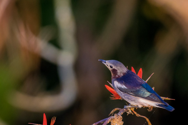 Chestnut-tailed Starling