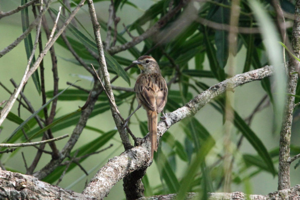 Chestnut-tailed Starling