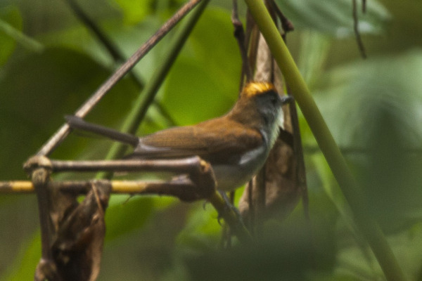 Chestnut-throated Alethe