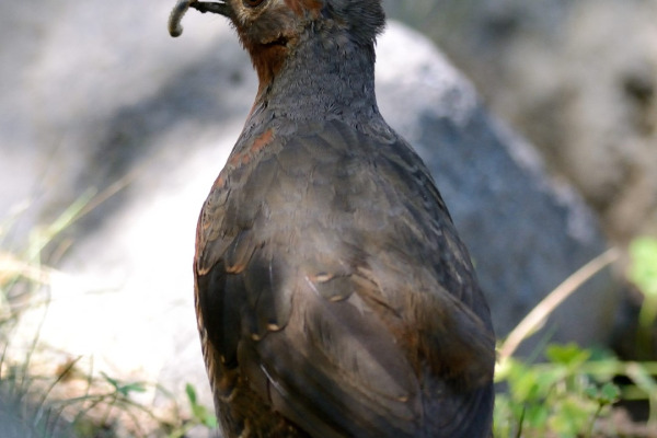 Chestnut-throated Huet-huet