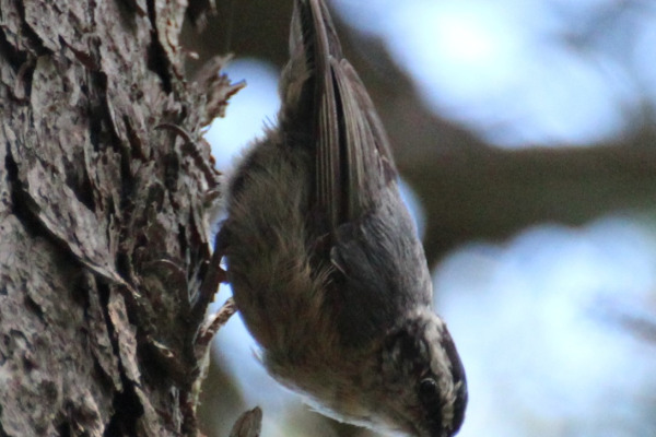 Chestnut-vented Nuthatch