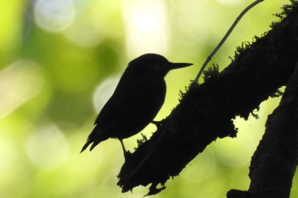 Chestnut-vented Nuthatch