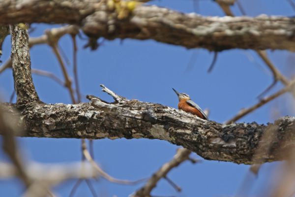 Chestnut-vented Nuthatch