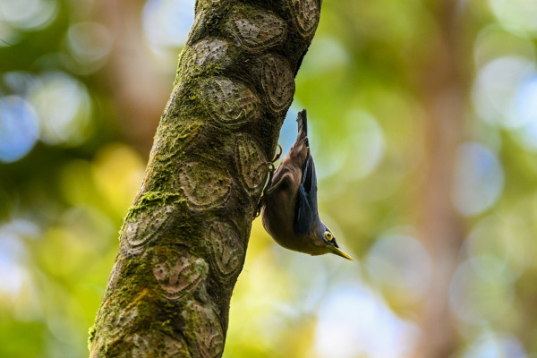 Chestnut-vented Nuthatch