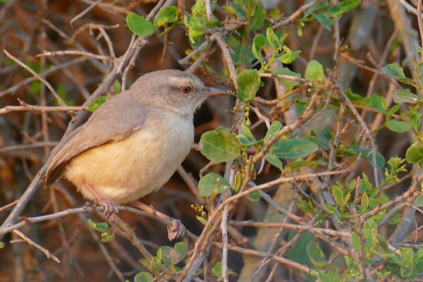 Chestnut-vented Warbler