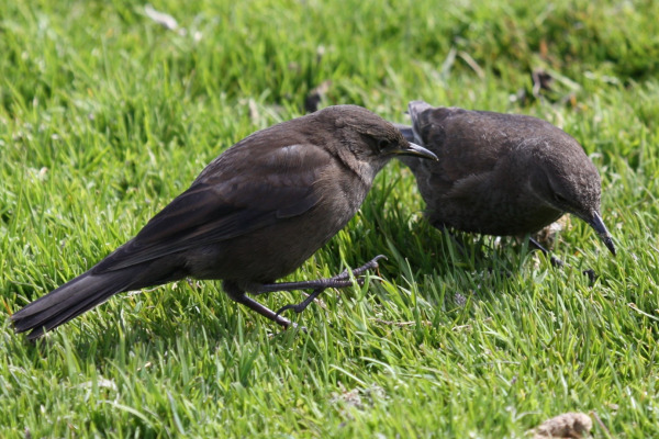Chestnut-winged Cinclodes