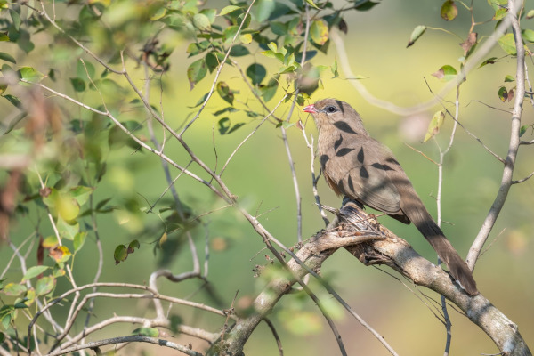 Chestnut-winged Cuckoo