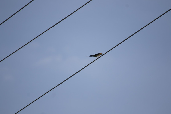 Chestnut-winged Swallow