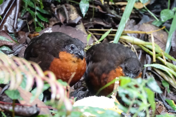 Chestnut Wood Partridge