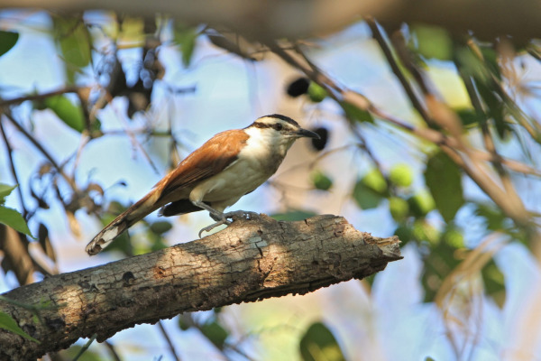 Chiapas Wren