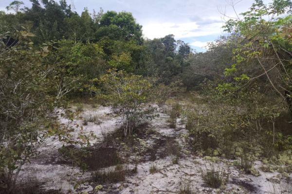 Chicoméndez Tody-Tyrant
