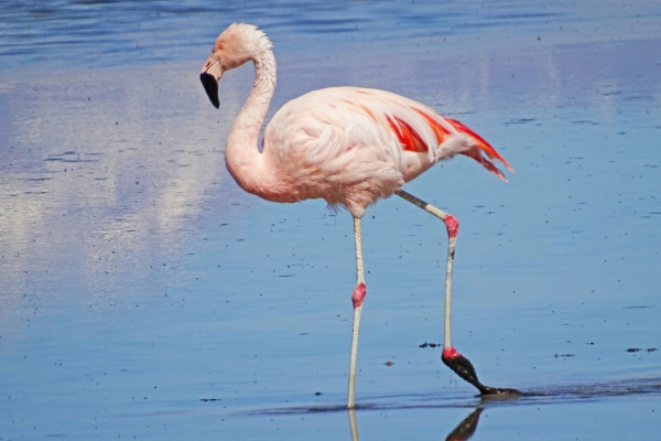 Chilean Flamingo