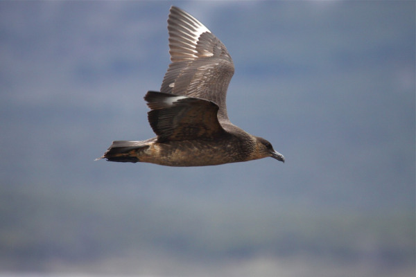 Chilean Skua