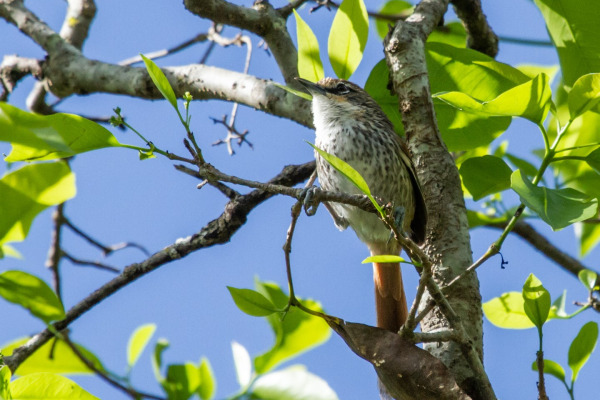 Chinchipe Spinetail