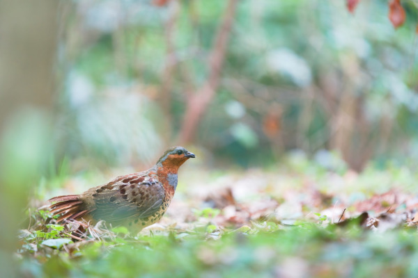 Chinese Bamboo Partridge