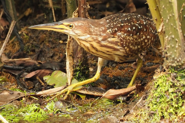 Chinese Bittern