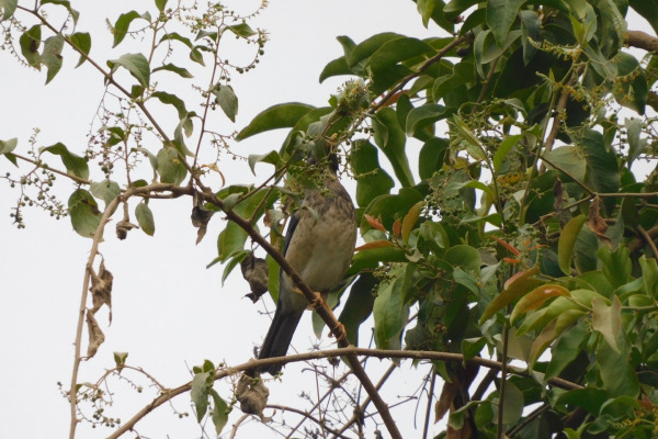 Chinese Blackbird