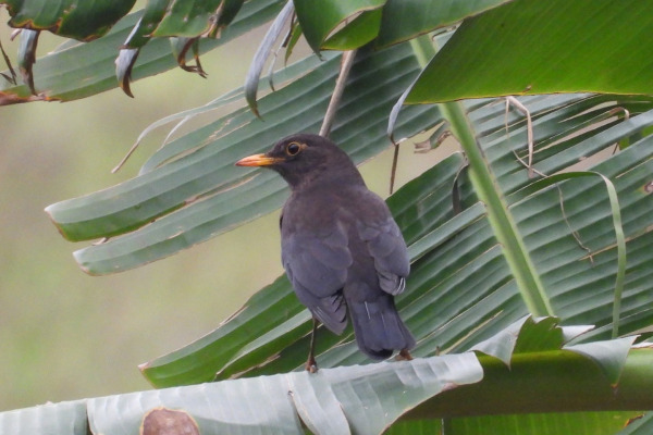 Chinese Blackbird