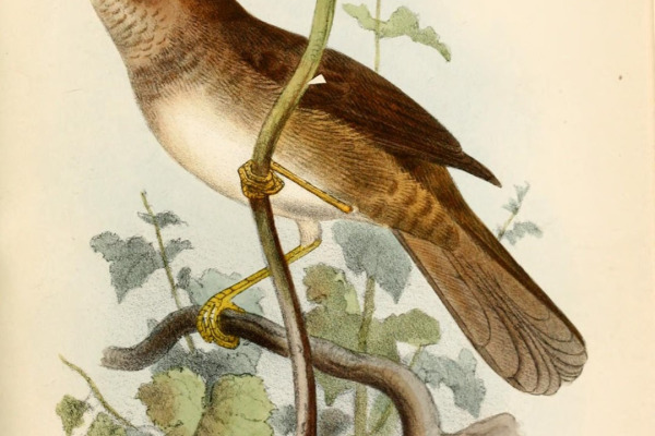 Chinese Bush Warbler