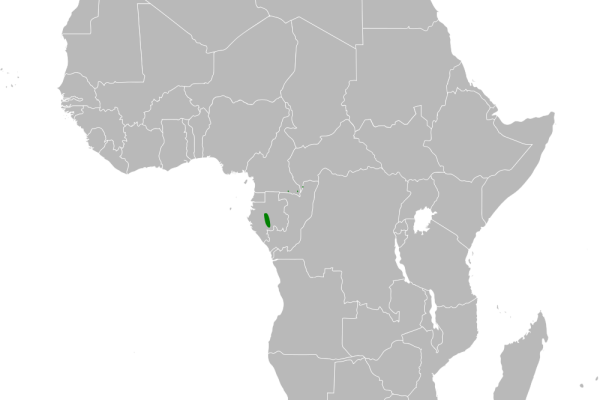 Chinese Bush Warbler