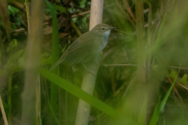 Chinese Bush Warbler