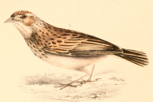 Chinese Bushlark