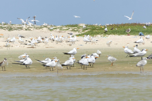 Chinese Crested Tern