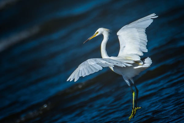 Chinese Egret