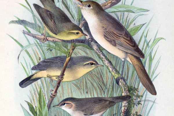 Chinese Leaf Warbler