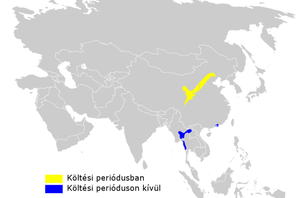Chinese Leaf Warbler