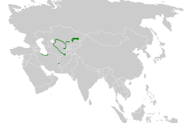 Chinese Penduline Tit