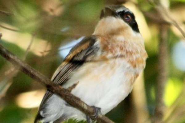Chinspot Batis