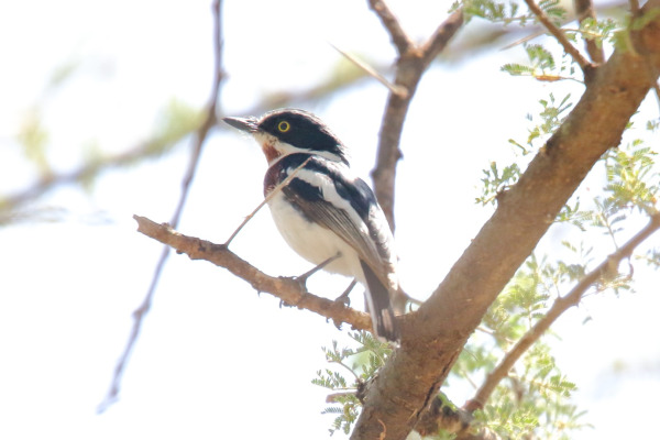 Chinspot Batis