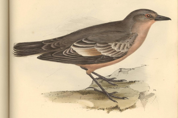 Chocolate-vented Tyrant