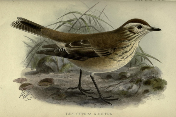 Chocolate-vented Tyrant