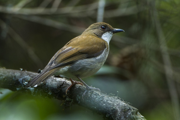 Cholo Inca Finch