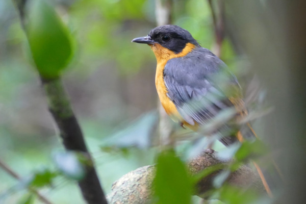 Chorister Robin-Chat