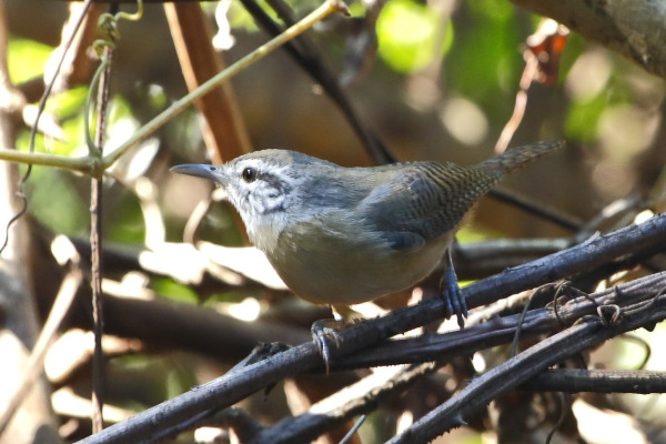 Chotoy Spinetail