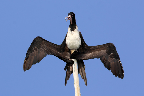 Christmas Island Frigatebird