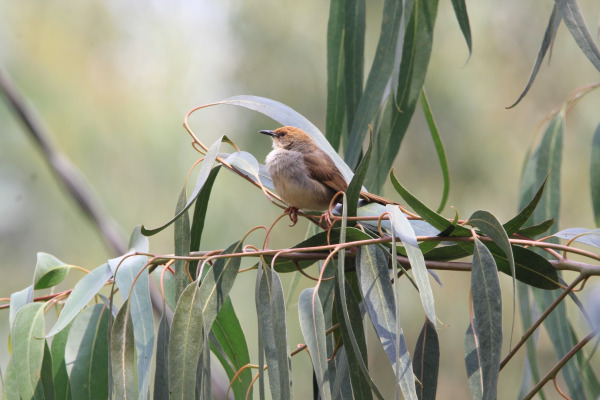 Chubb's cisticola