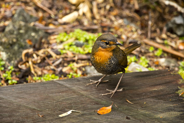Chucao Tapaculo