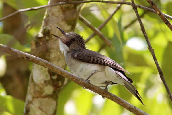 Cinereous Bulbul