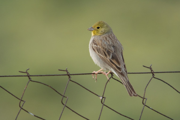 Cinereous Bunting