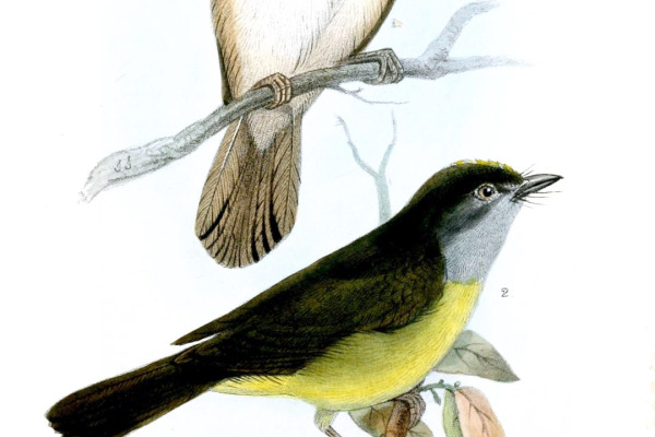 Cinereous-capped Warbler