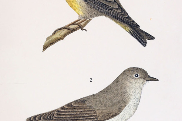 Cinereous Ground Tyrant