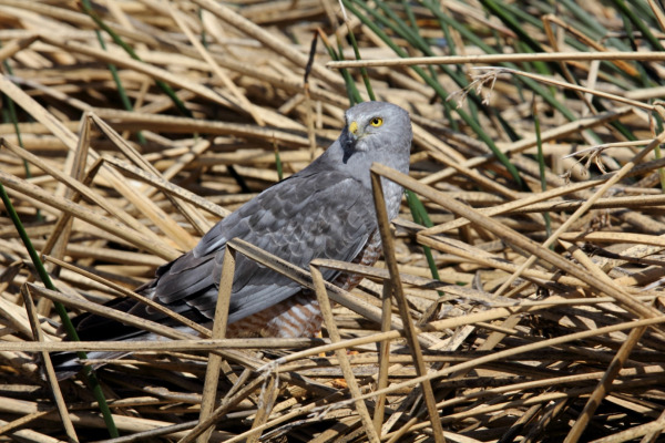Cinereous Harrier
