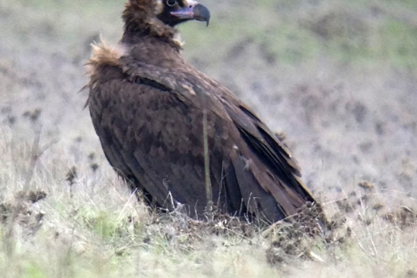 Cinereous Vulture